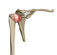 Shoulder Image Shoulder