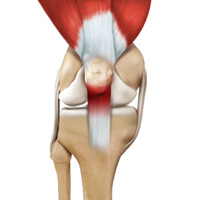 Knee Image Knee
