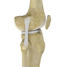 Knee Image Knee