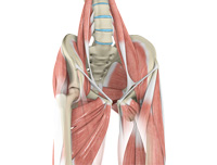 Hip Image Hip