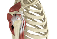 Shoulder Image Shoulder