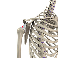 Shoulder Image Shoulder