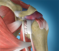 Shoulder and Elbow Image Shoulder and Elbow