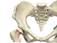 Hip Image Hip