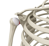 Shoulder Image Shoulder