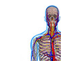 Thoracic Outlet Syndrome